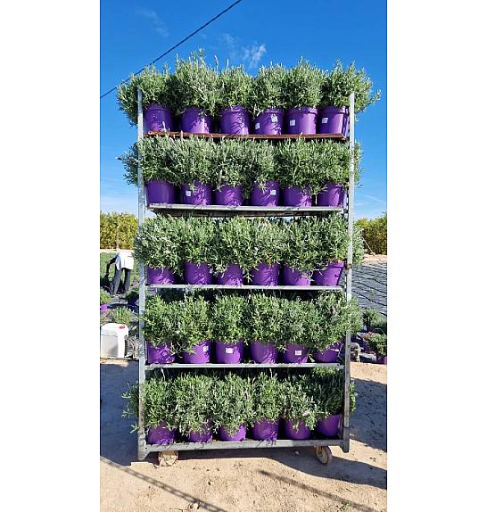 Lavandula Dentata Ø23