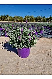 Lavandula Stoechas Ø23; grm