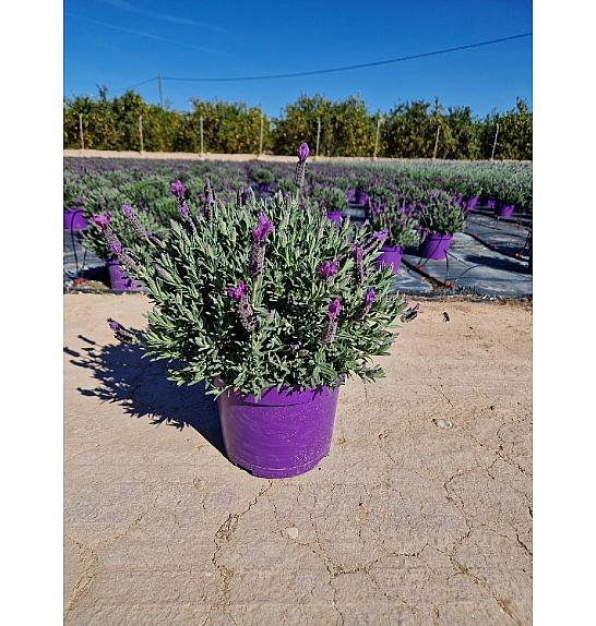Lavandula Stoechas Ø23