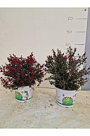 Leptospermum Scoparium Ø15; grm