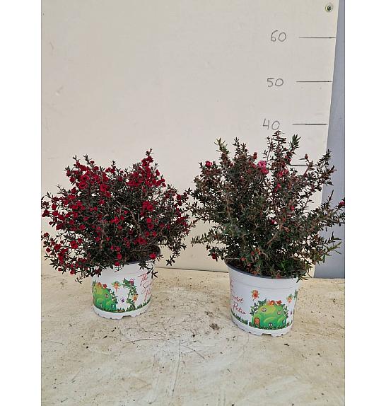 Leptospermum Scoparium Ø15; grm