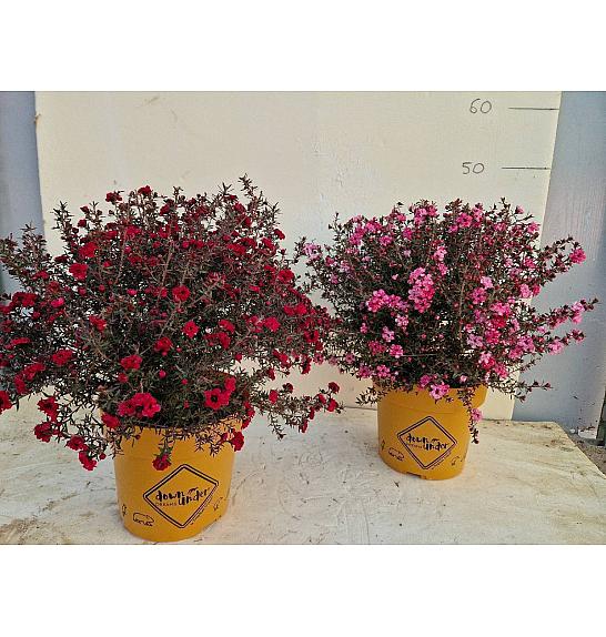 Leptospermum Scoparium Downunder Dreams Ø18