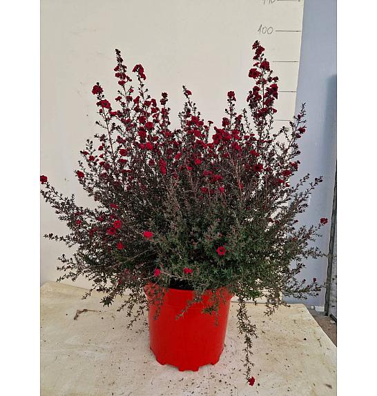 Leptospermum Scoparium Ø30; grm