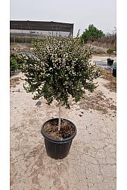 Leptospermum Scoparium Ø30; na steblu