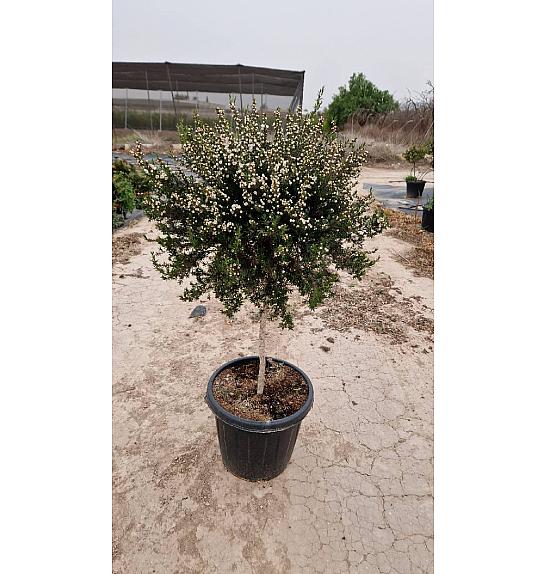 Leptospermum Scoparium Ø40; na steblu