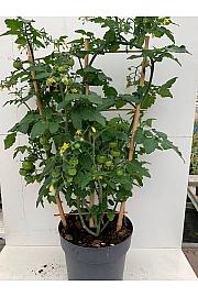 Ornamental Tomato Ø19; špalir