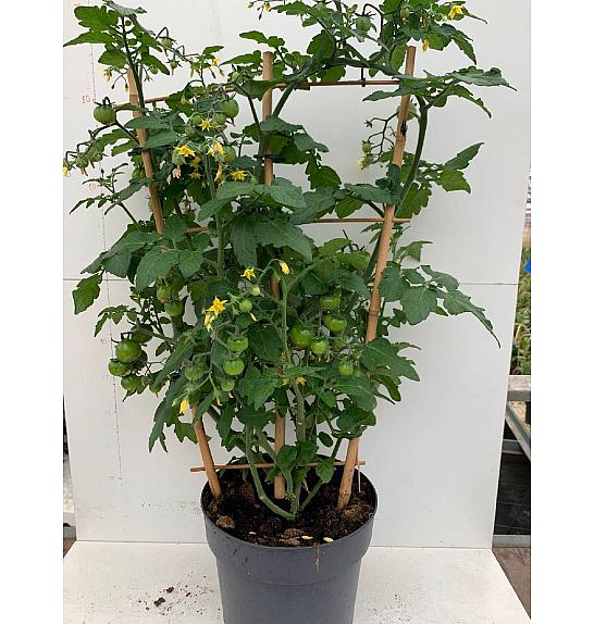 Ornamental Tomato Ø19; špalir