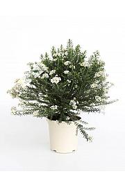 Ozothamnus Rosmarinifolius Ø20; grm