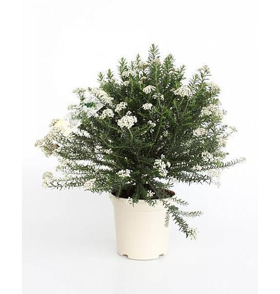 Ozothamnus Rosmarinifolius Ø20; grm