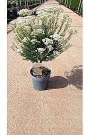 Ozothamnus Rosmarinifolius Ø20; na steblu