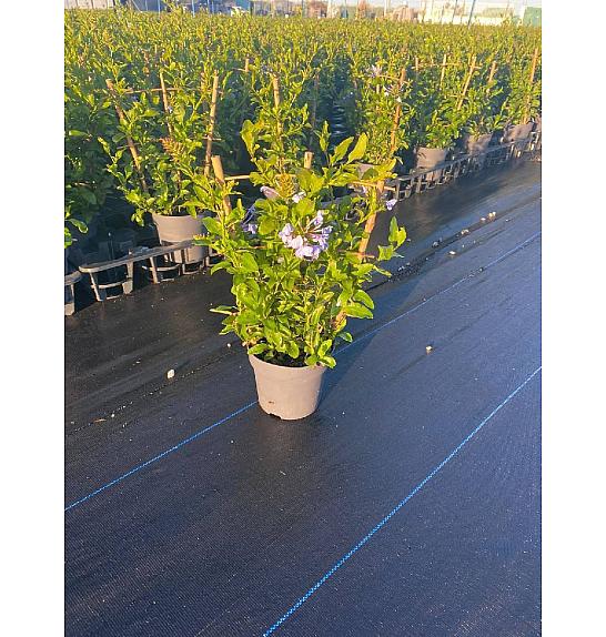 Plumbago Ø14; špalir