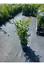 Plumbago Ø14; piramida