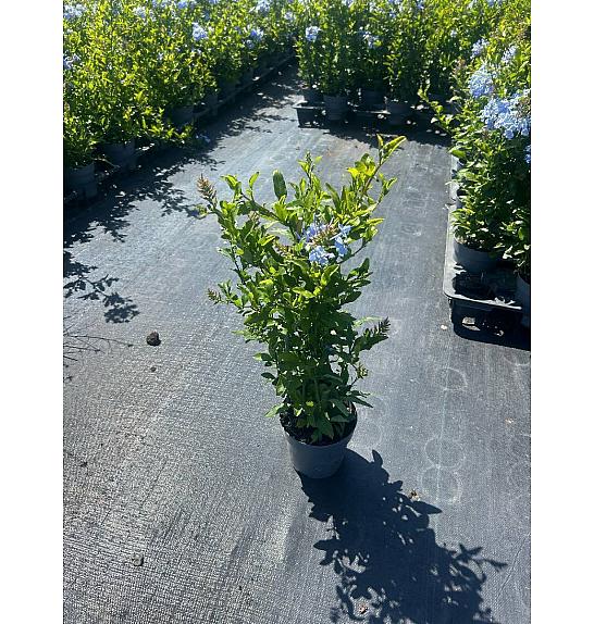 Plumbago Ø14; piramida