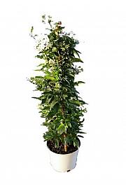 Solanum Jasminoides Ø17