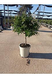 Solanum Jasminoides Ø20