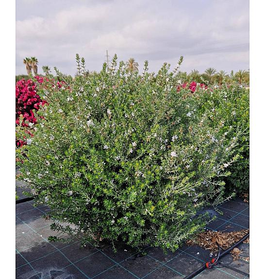 Westringia Fruticosa Ø40