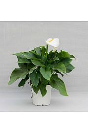 Zantedeschia (Calla) Ø17; grm