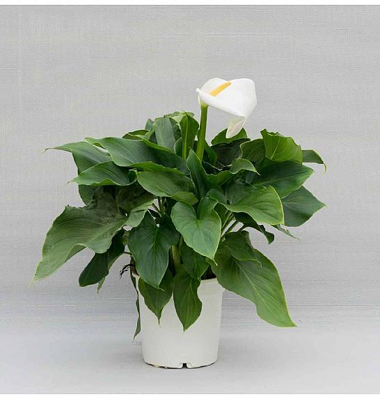 Zantedeschia (Calla) Ø17