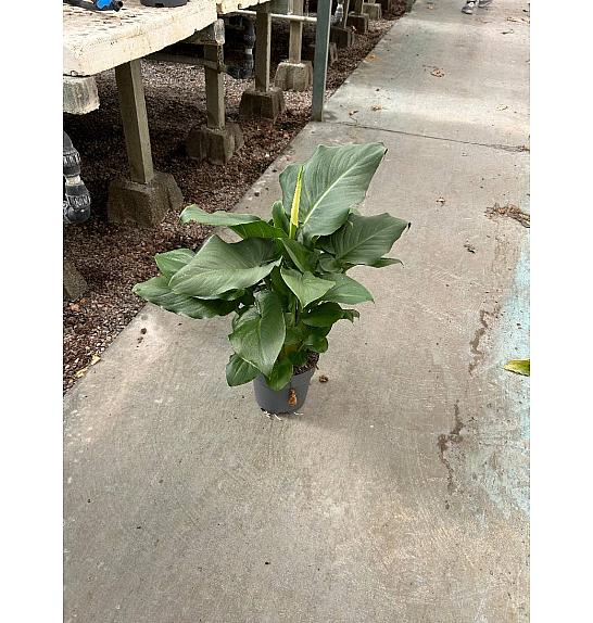 Zantedeschia (Calla) Ø20