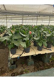 Zantedeschia Flamingo Ø20