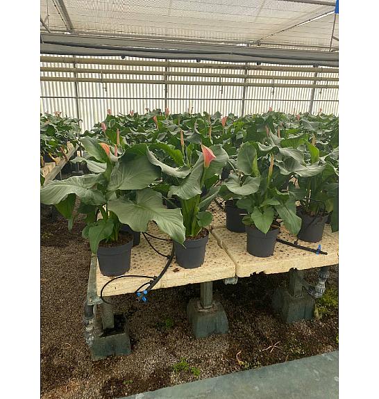 Zantedeschia Flamingo Ø20