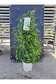 Trachelospermum Jasminoides Ø17