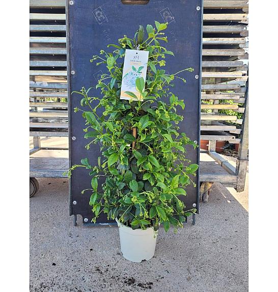 Trachelospermum Jasminoides Ø17