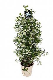 Trachelospermum Jasminoides Ø20; piramida