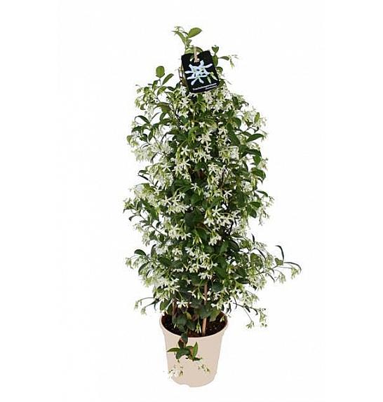 Trachelospermum Jasminoides Ø20; piramida
