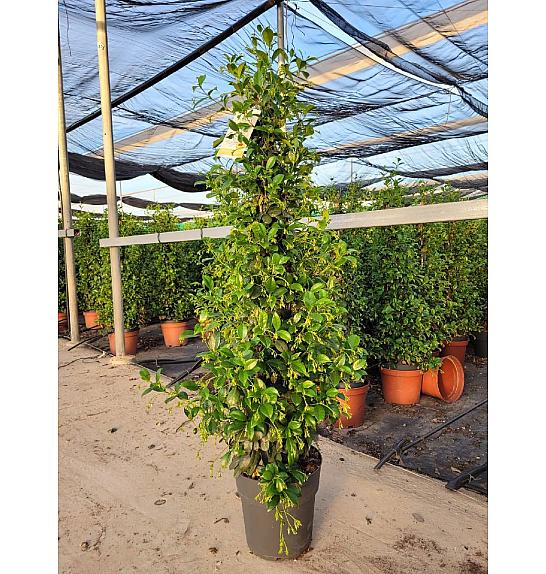 Trachelospermum Jasminoides Ø23; piramida