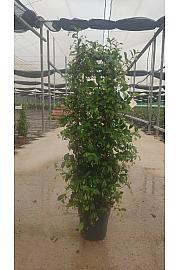 Trachelospermum Jasminoides Ø23