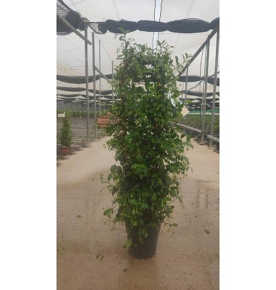 Trachelospermum Jasminoides Ø23