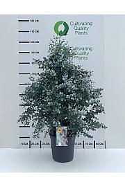 Eucalyptus Gunnii Ø24; grm