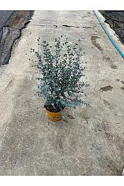 Eucalyptus Gunnii Azura Downunder Dreams Ø18; grm