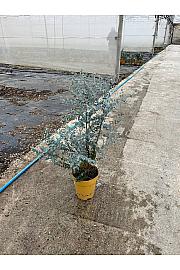 Eucalyptus Gunnii Azura Downunder Dreams Ø24; grm