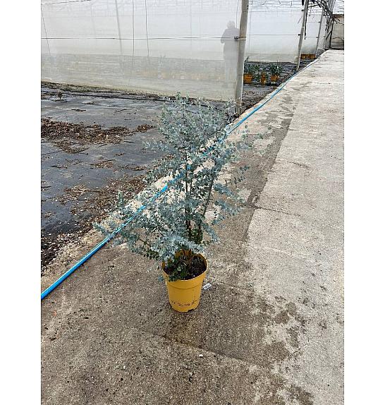 Eucalyptus Gunnii Azura Downunder Dreams Ø24; grm