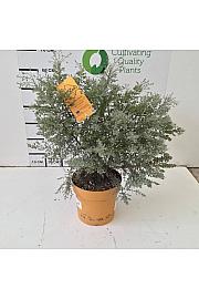 Eucalyptus Gunnii France Bleu Downunder Dreams Ø24; grm