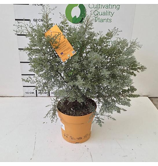 Eucalyptus Gunnii France Bleu Downunder Dreams Ø24; grm