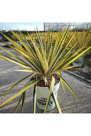 Yucca Filamentosa Color Guard Western Desert Dreams Ø26