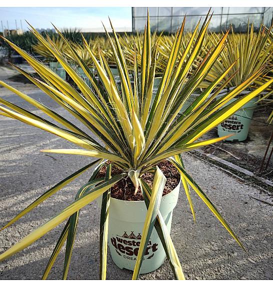 Yucca Filamentosa Color Guard Western Desert Dreams Ø26