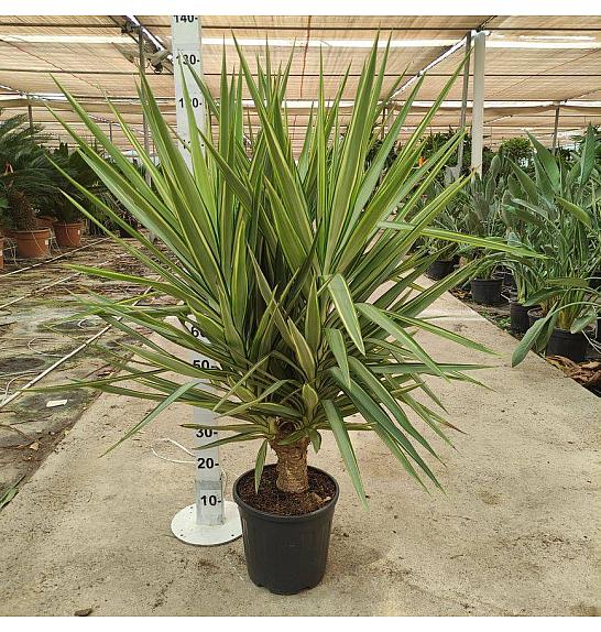 Yucca Jewel Ø30; na steblu