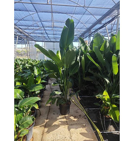 Strelitzia Augusta Nicolai Ø40