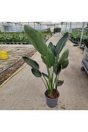 Strelizia Reginae Ø18