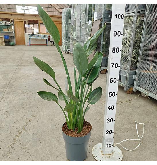 Strelizia Reginae Ø26