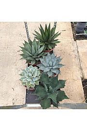 Agave Mix Ø33