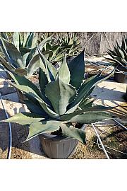 Agave Mix Ø55