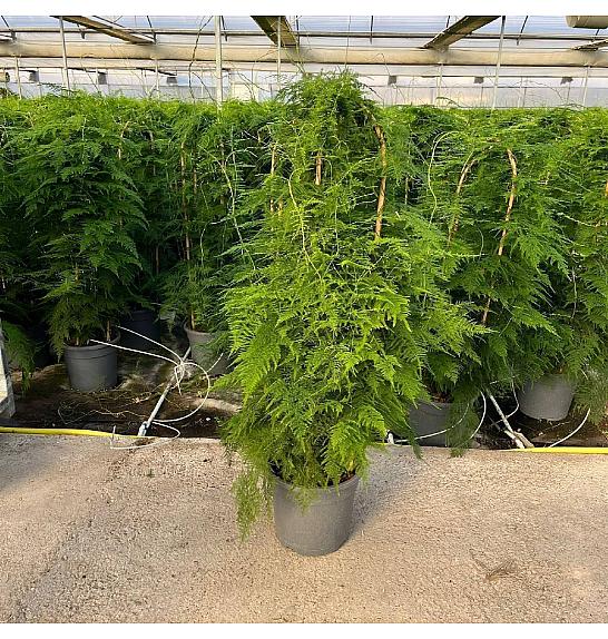 Asparagus Setaceus Ø30; špalir