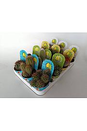 Cactus Mix Ø8