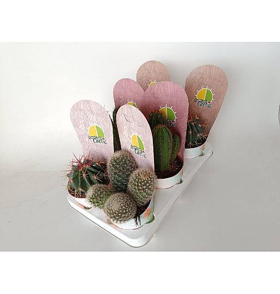 Cactus Mix Ø12