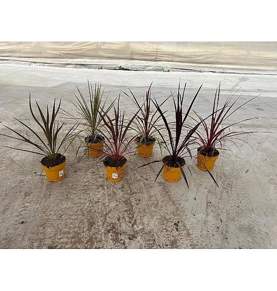 Cordyline Mix Downunder Dreams Ø18